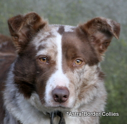 Astra Jigsaw, Red merle smooth medium coated border collie
